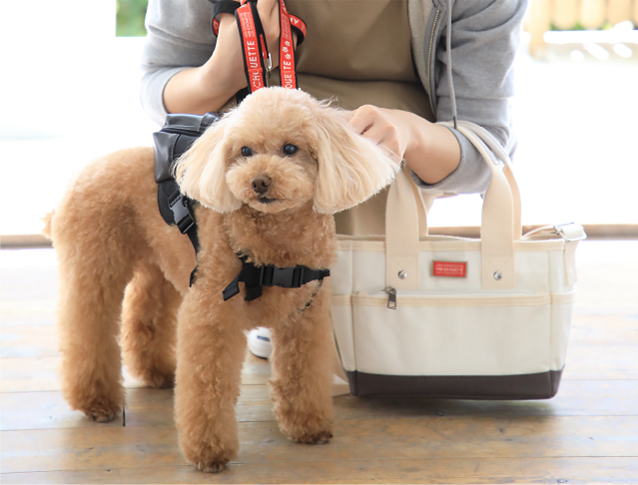 pet &chouette debut!! │ & chouette │ pet & chouette │ いぬのき