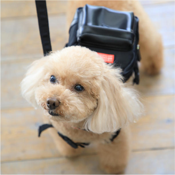 pet &chouette debut!! │ & chouette │ pet & chouette │ いぬのき